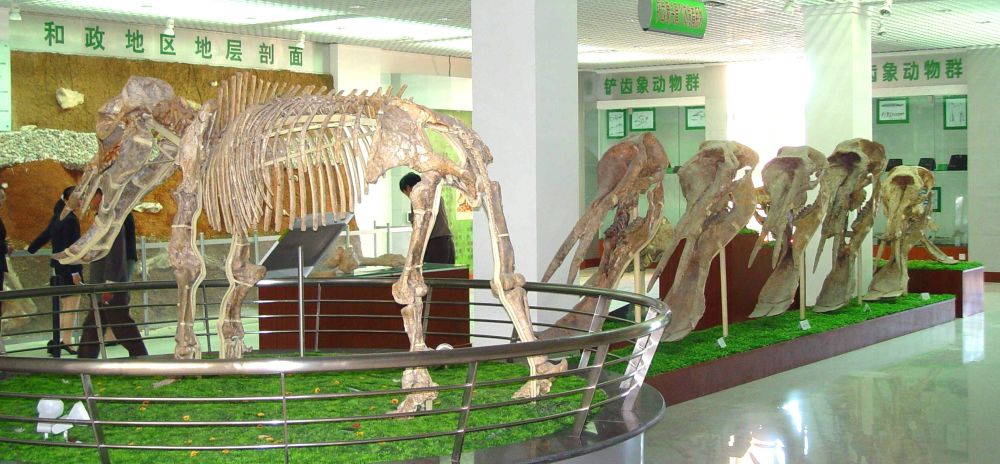 中国科学家公布十项新生代化石研究世界之最