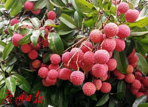 享甜蜜盛宴 品味荔枝香———从化区太平镇荔日嘉年华活动圆满举行