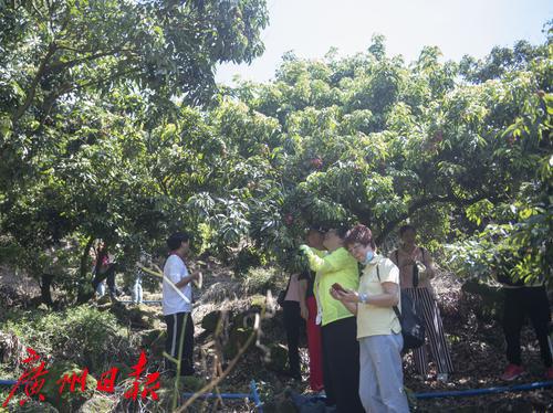 增城桂味荔枝采摘进入旺季，小荔枝助力乡村旅游活力