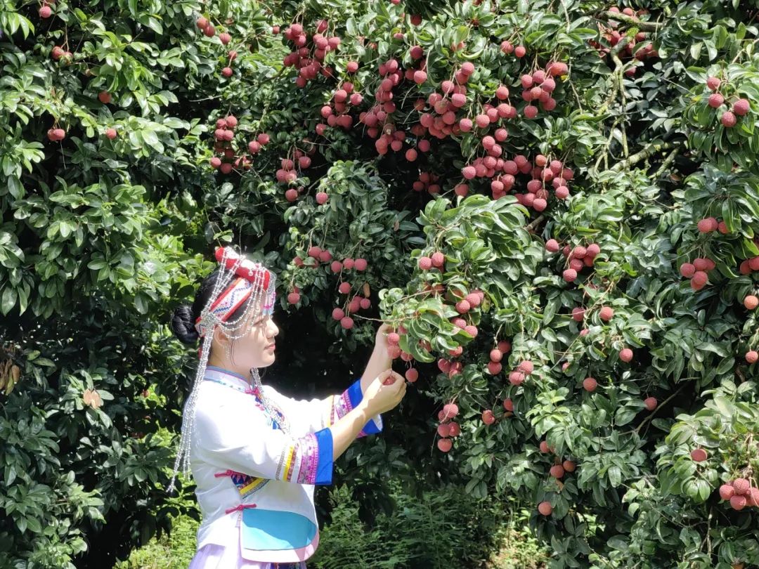 晚熟荔枝来了,错过等一年!增城正果荔枝延续“甜蜜季”