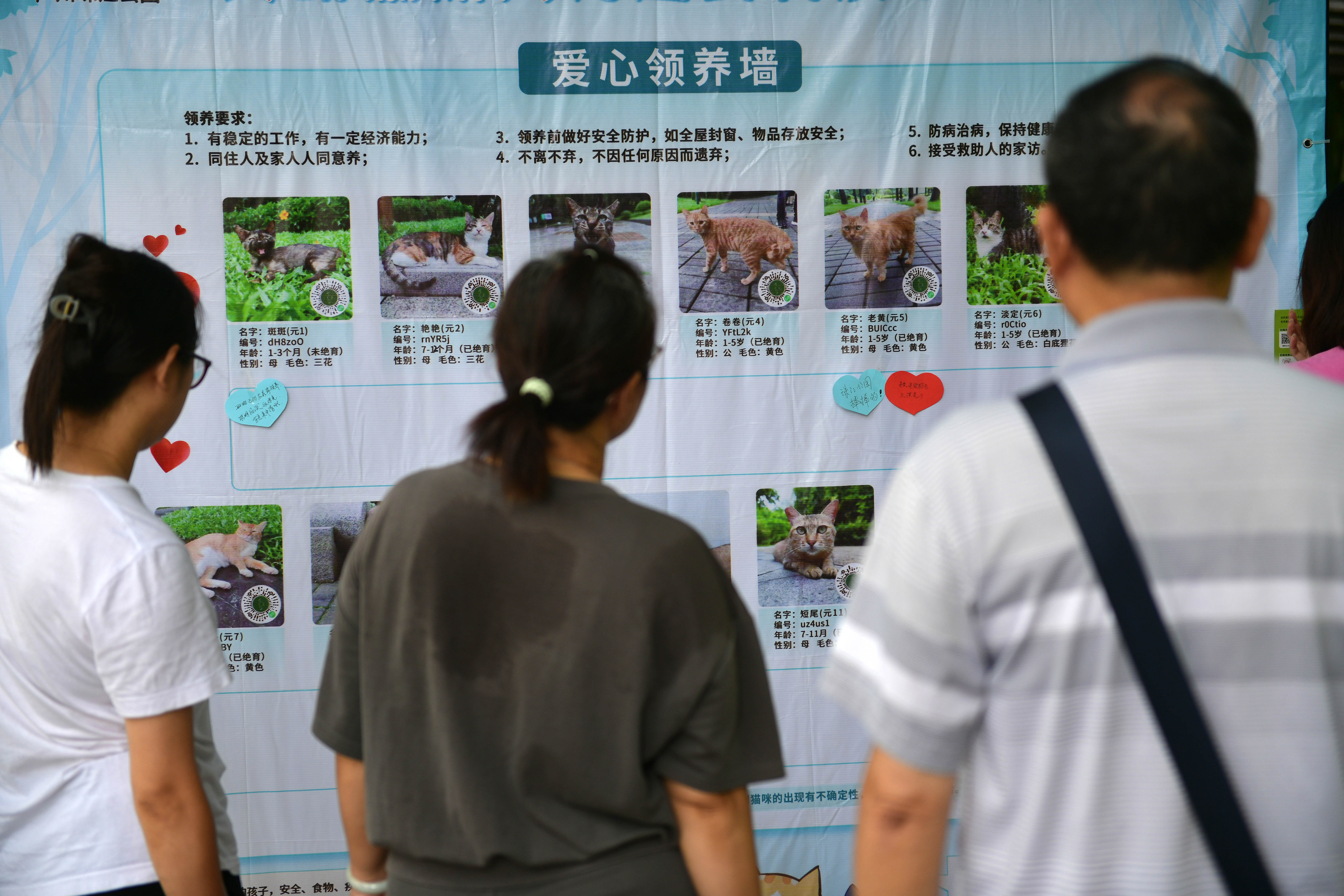 帮流浪猫和爱心家庭双向奔赴,珠江公园举办领养活动