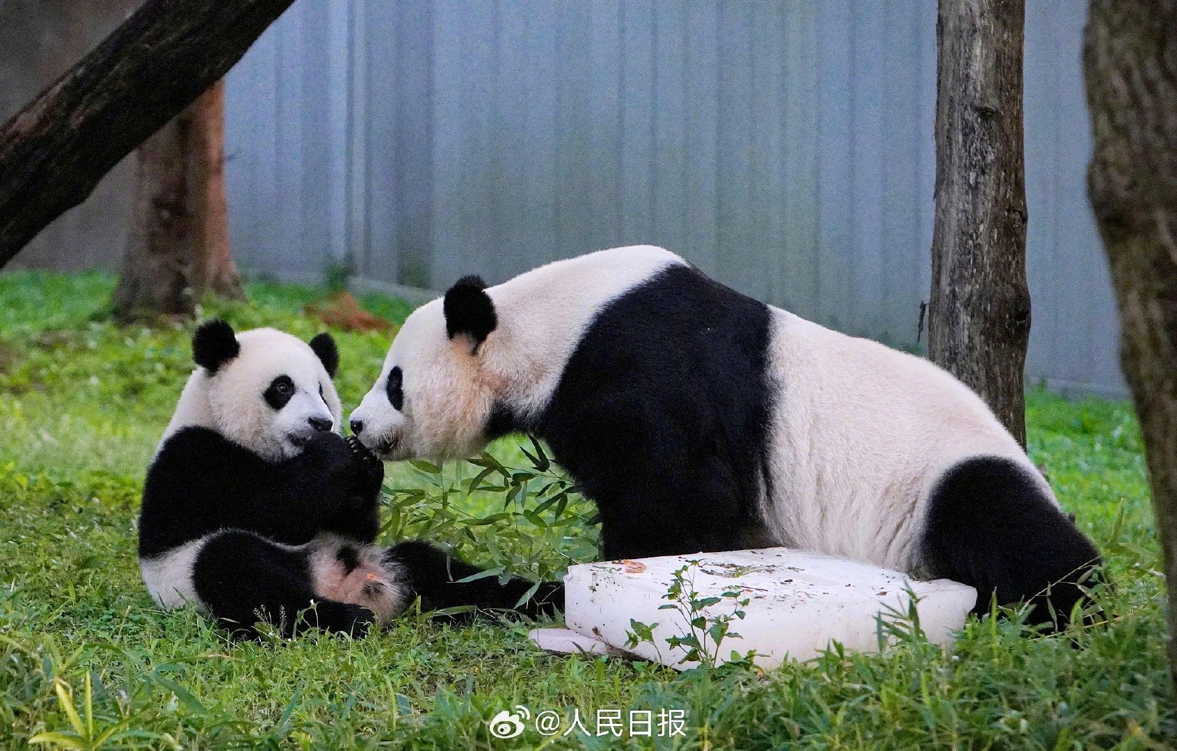 结束23年熊猫旅美生活 美香一家三口回家团聚 - 民生電子報