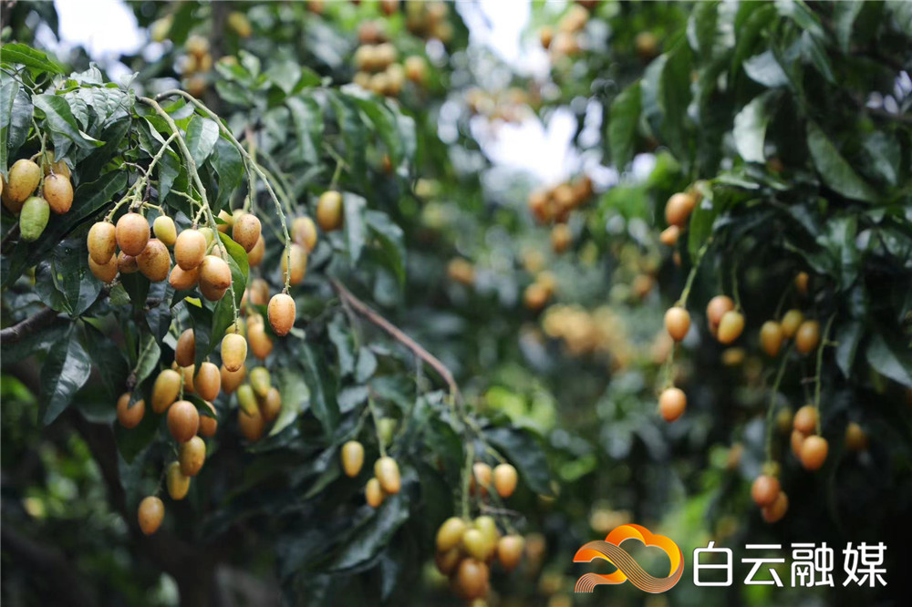白云 | 白云区龙岗黄皮，全国名特优新农产品！