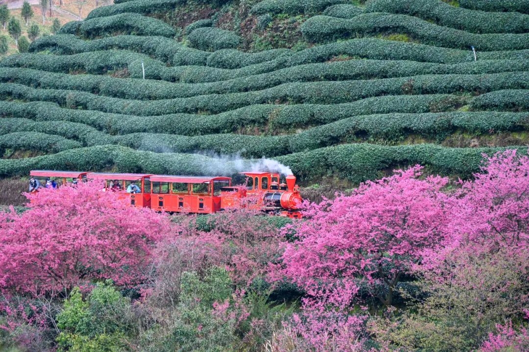 ▲“老广们”在漳平樱花园乘小火车、赏樱花。融媒体记者 谢泽铧 方晨颖 摄