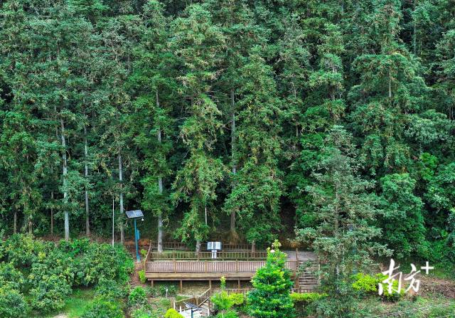 时至今日，习仲勋老书记当年亲自抚育的蓝钟杉傲然挺立、生机勃勃。 南方+记者 张梓望 许舒智 摄