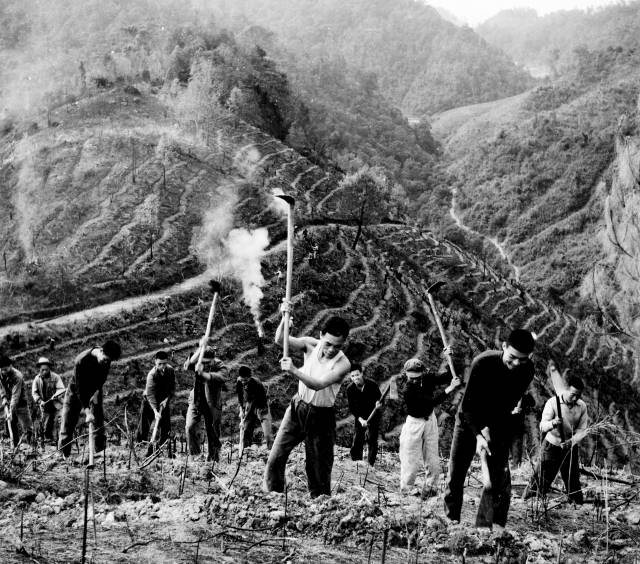 当年“岳山造林大会战”场景。方权裕 摄