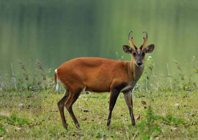 保护区内的国家二级重点保护野生动物赤麂。