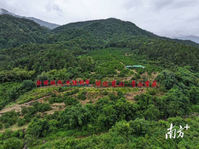 如今的岳山林场古树名木挺拔耸立，满目苍翠。南方+记者 张梓望 许舒智 摄