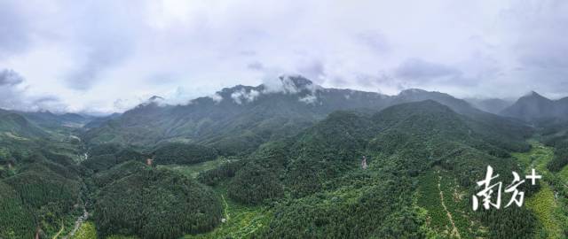 如今的岳山林场。南方+记者 张梓望 许舒智 摄