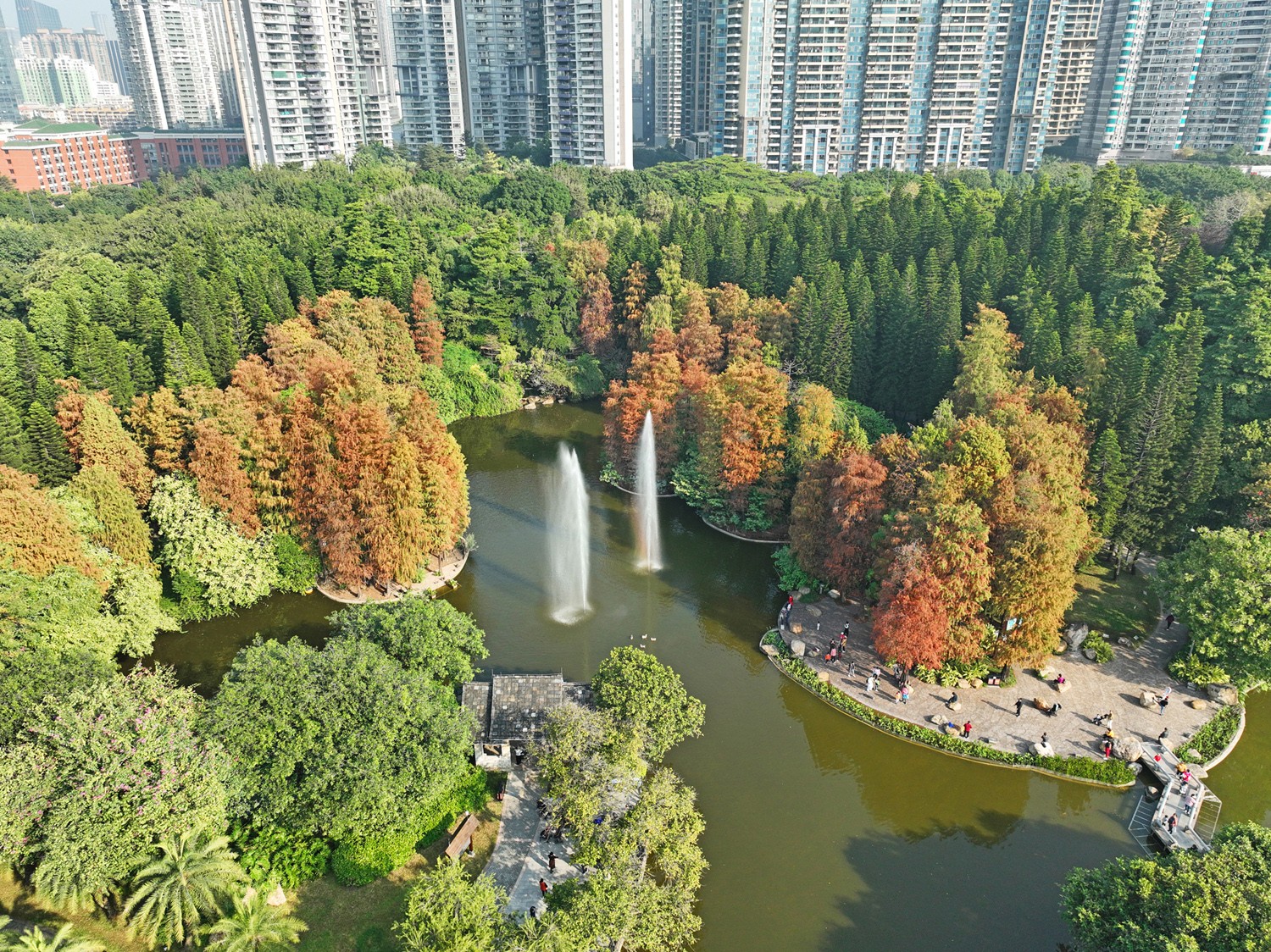 珠江公园:落羽杉变身都市绿洲里的一抹红