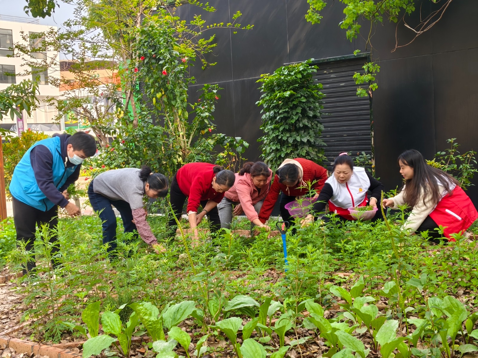 渔兴社区居民在社区党建客家小花园采摘艾草。